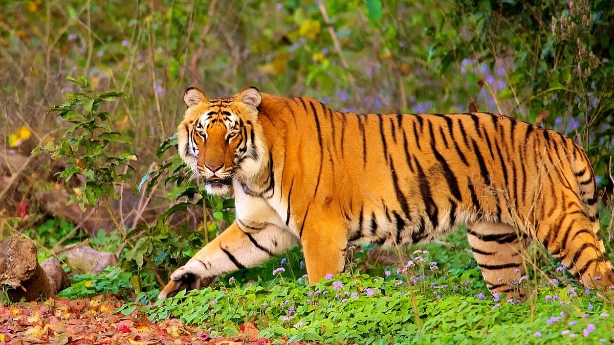Delhi – Rishikesh Adventure Activities – Corbett Safari – Delhi